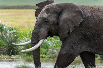 Side view of elephant on field