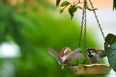 Close-up of birds perching on feeder