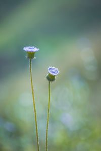 Close-up of flower against blurred background