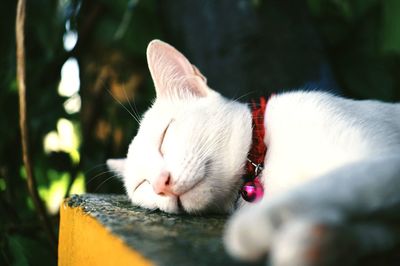 Close-up of cat relaxing outdoors