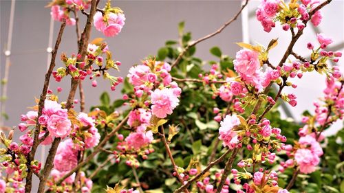 Close-up of pink cherry blossoms in spring
