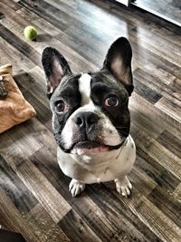 Dog standing on wooden floor