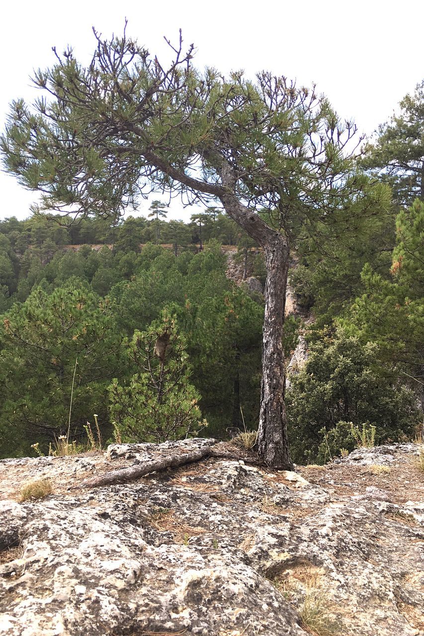 tree, tranquility, tranquil scene, nature, growth, tree trunk, branch, scenics, green color, non-urban scene, green, beauty in nature, solitude, day, remote, outdoors, sky, mountain, no people, messy, vacations, tourism, woodland, countryside