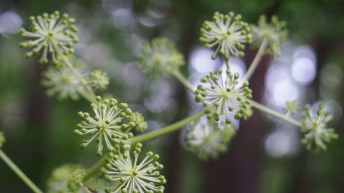 Close-up of flowers blooming outdoors