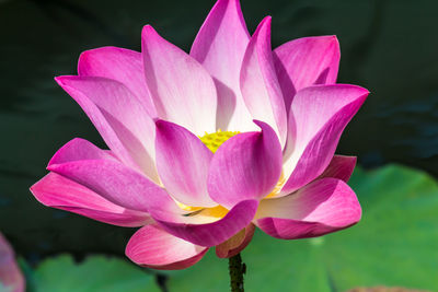 Close-up of pink water lily in lake