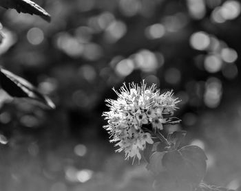 Close-up of flowering plant