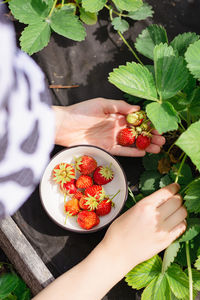 Girl picking strawberries in a bowl on a bed in the garden vertical view