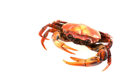 Close-up of crab over white background