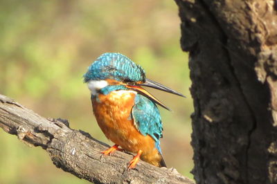 Close-up of bird perching on tree