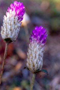 Close-up of purple flowering plant on field