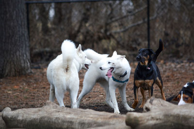 Dogs on field