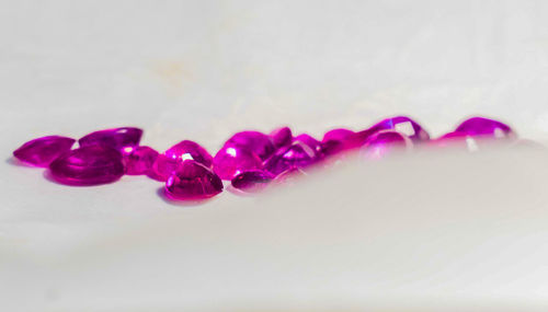 Close-up of multi colored purple flowers
