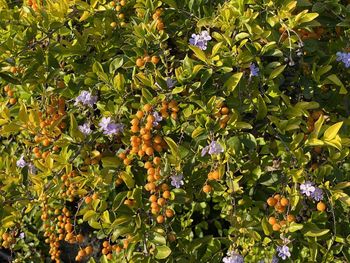 View of purple flowering plants