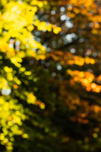 Low angle view of yellow flower tree