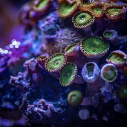 Corals in marine aquarium. macro photography.