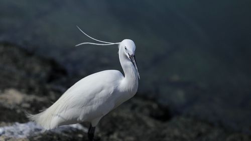 Close-up of bird in water