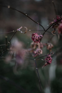 Close-up of withered and wrinkled maple leaf