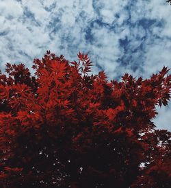 Low angle view of trees against cloudy sky