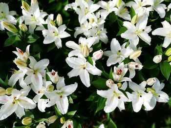 Close-up of white flowers blooming outdoors