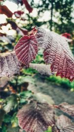 Close-up of leaves against blurred background