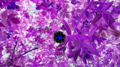 Close-up of purple flowers