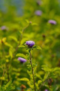 Close-up of purple flowering plant on field