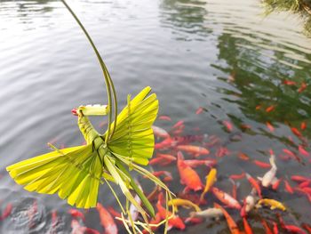 High angle view of flowering plant by lake