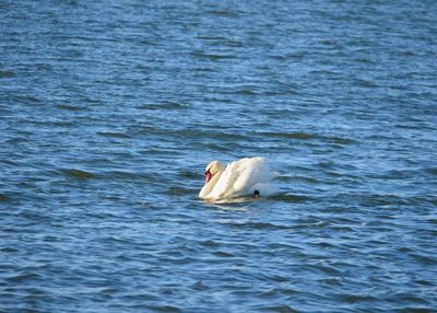 View of a swan in the sea