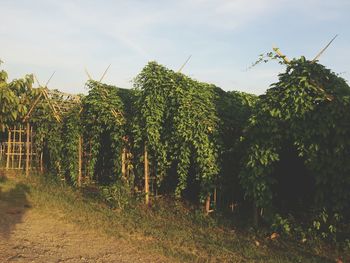 Trees growing in field