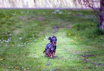 Dog sitting on field