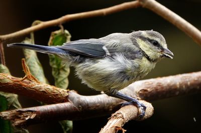 Bird perching on branch