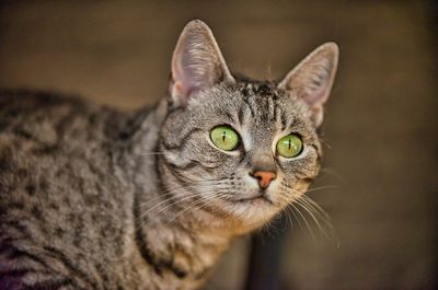 Close-up portrait of a cat