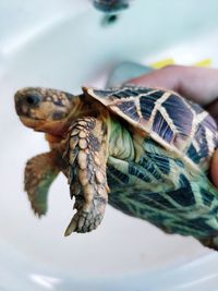 Close-up of tortoise