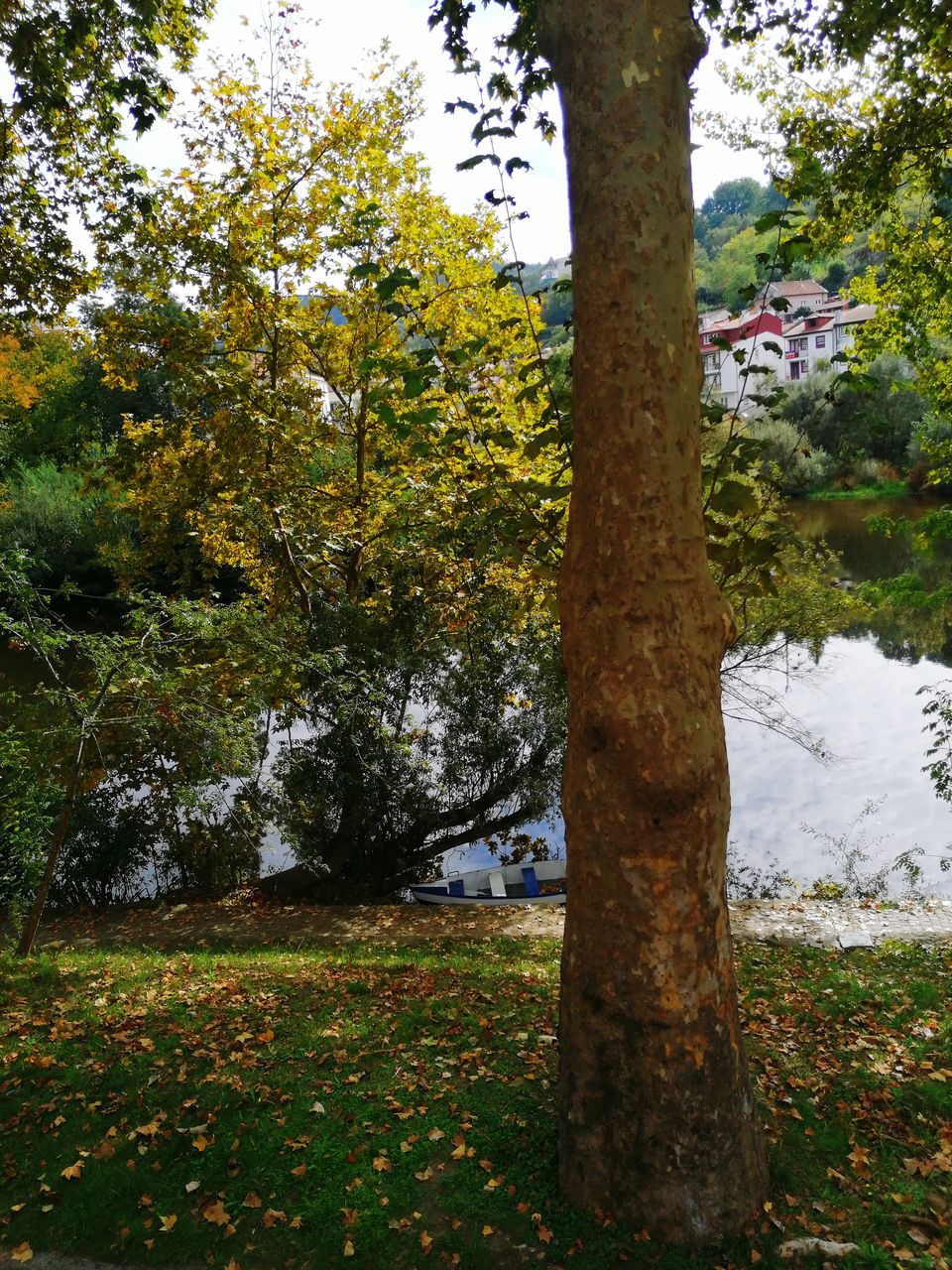 TREES ON FIELD IN FOREST