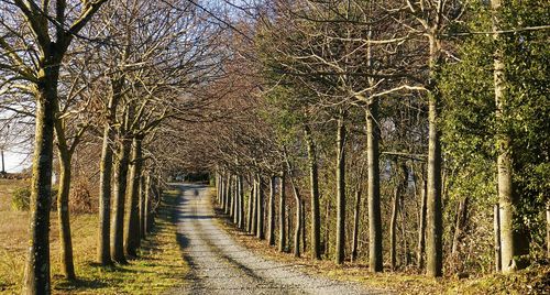 Bare trees in forest