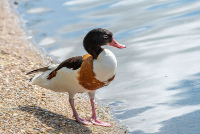 Close-up of a bird on the beach