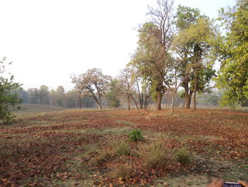 Trees on field against clear sky