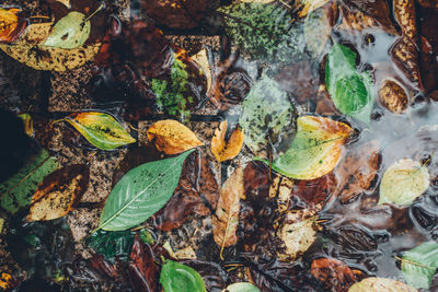 Directly above shot of autumn leaves in puddle