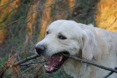 Close-up of dog in forest