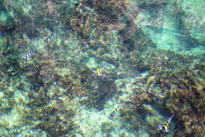 Full frame shot of tree