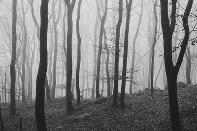 Bare trees in forest