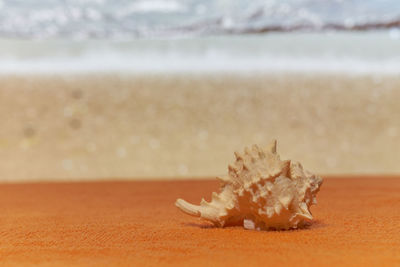 Close-up of a shell on the beach