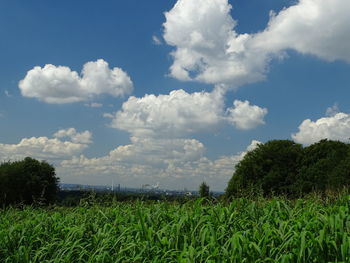 Scenic view of agricultural field against sky