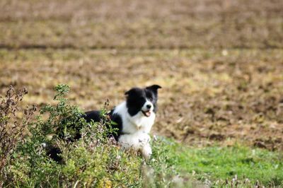 Dog running on field