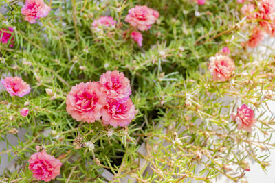 Close-up of pink rose flowers