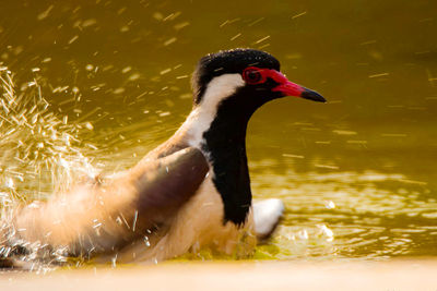 Close-up of swan swimming in lake