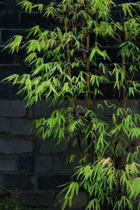 Close-up of fern against wall