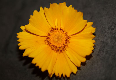 Close-up of yellow sunflower