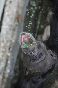 Close-up of a monkey