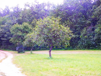 Trees growing on field